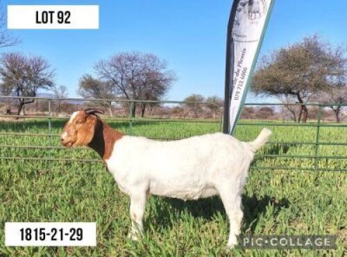 ONTREK 1X OOI/EWE KUDDE LOURON BOERBOKSTOET