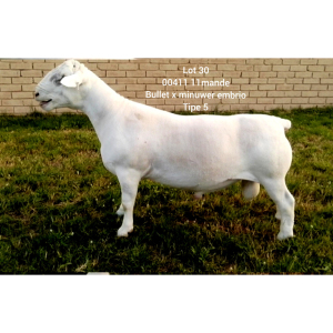 LOT 30 1X WHITE DORPER RAM Larry Snyders TYPE 5