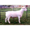 LOT 40 1X WHITE DORPER RAM Larry Snyders FLOCK