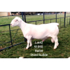 LOT 42 1X WHITE DORPER RAM Larry Snyders FLOCK