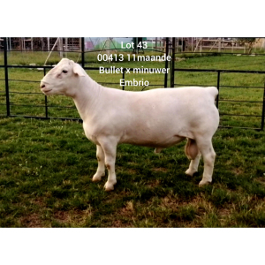 LOT 43 1X WHITE DORPER RAM Larry Snyders FLOCK