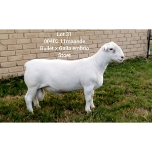 LOT 31 1X WHITE DORPER RAM Larry Snyders STUD