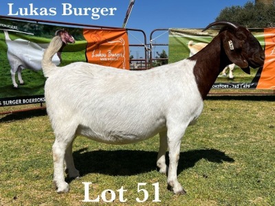 1X BOER GOAT DOE STUD