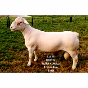 LOT 18 1X WHITE DORPER RAM Larry Snyders STUD