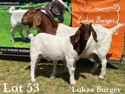 1X BOER GOAT DOE STUD