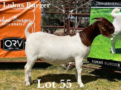 1X BOER GOAT DOE STUD