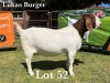 1X BOER GOAT DOE STUD