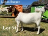 1X BOER GOAT DOE STUD