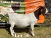 1X BOER GOAT DOE STUD