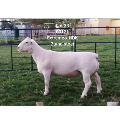 LOT 33 1X WHITE DORPER RAM Larry Snyders STUD