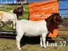 1X BOER GOAT DOE STUD