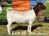 1X BOER GOAT DOE STUD