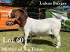 1X BOER GOAT DOE STUD