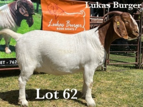 1X BOER GOAT DOE STUD