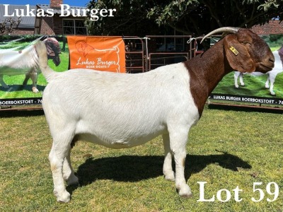 1X BOER GOAT DOE STUD