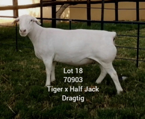 LOT 18 1X WHITE DORPER EWE Larry Snyders TYPE 5