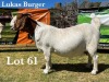 1X BOER GOAT DOE STUD