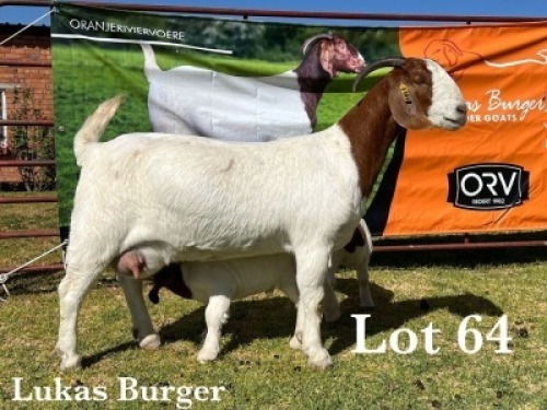 1X BOER GOAT DOE STUD