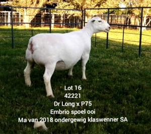 LOT 16 1X WHITE DORPER EWE Larry Snyders TYPE 5