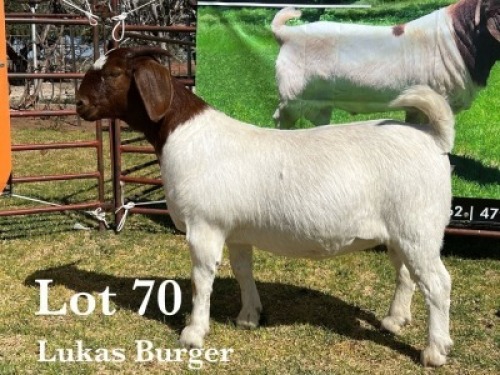 1X BOER GOAT DOE STUD