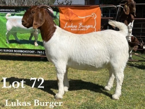 1X BOER GOAT DOE COMMERCIAL COLOUR TEATS