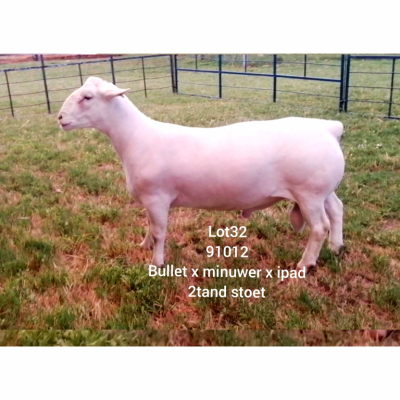 LOT 32 1X WHITE DORPER RAM Larry Snyders STUD