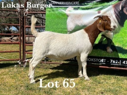 1X BOER GOAT DOE STUD