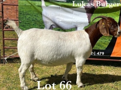 1X BOER GOAT DOE COMMERCIAL COLOUR