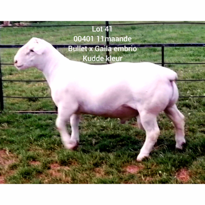 LOT 41 1X WHITE DORPER RAM Larry Snyders FLOCK