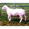 LOT 41 1X WHITE DORPER RAM Larry Snyders FLOCK