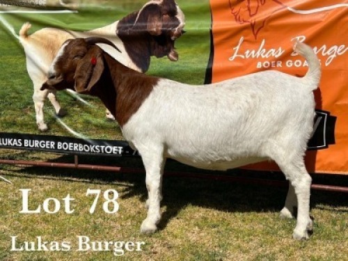 1X BOER GOAT DOE COMMERCIAL COLOUR