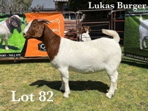 1X BOER GOAT DOE COMMERCIAL TEATS