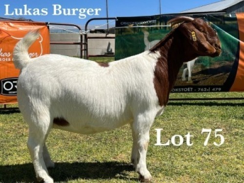 1X BOER GOAT DOE COMMERCIAL COLOUR