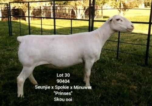 LOT 30 1X WHITE DORPER EWE Larry Snyders TYPE 5