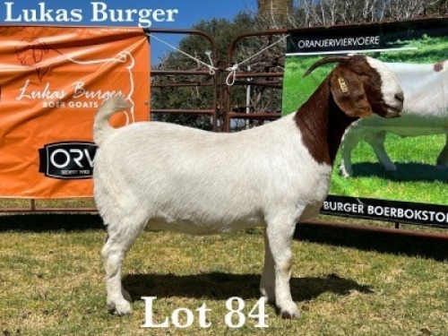 1X BOER GOAT DOE COMMERCIAL COLOUR