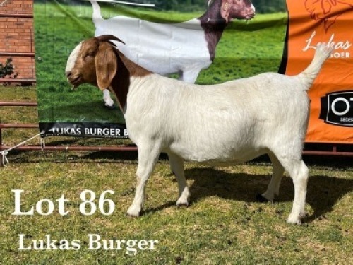 1X BOER GOAT DOE COMMERCIAL COLOUR
