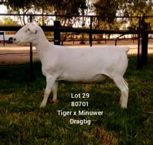 LOT 29 1X WHITE DORPER EWE Larry Snyders TYPE 5