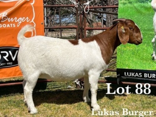1X BOER GOAT DOE COMMERCIAL COLOUR