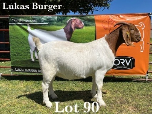 1X BOER GOAT DOE COMMERCIAL