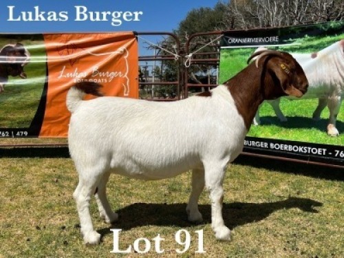 1X BOER GOAT DOE COMMERCIAL COLOUR TEATS