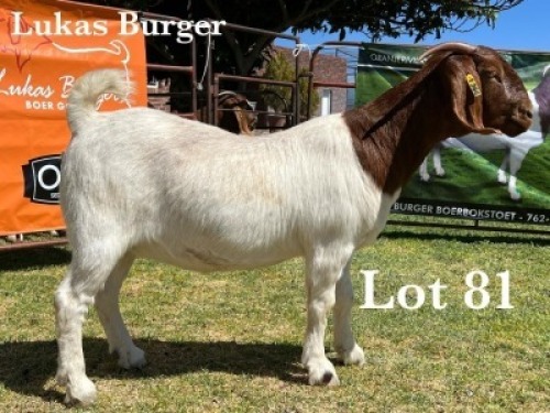 1X BOER GOAT DOE COMMERCIAL TEATS