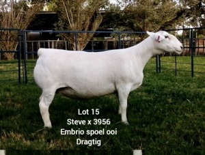 LOT 15 1X WHITE DORPER EWE Larry Snyders TYPE 5