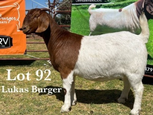 WITHDRAW - 1X BOER GOAT DOE
