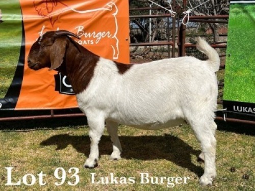 1X BOER GOAT DOE COMMERCIAL COLOUR TEATS