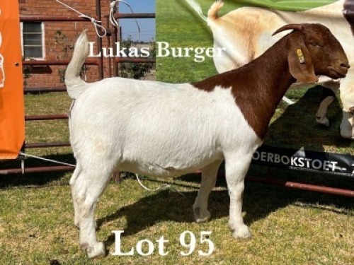1X BOER GOAT DOE COMMERCIAL COLOUR