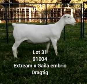 LOT 31 1X WHITE DORPER EWE Larry Snyders TYPE 5