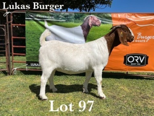 1X BOER GOAT DOE COMMERCIAL COLOUR