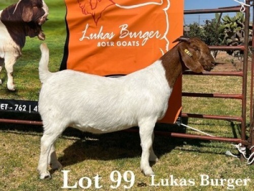 1X BOER GOAT DOE COMMERCIAL COLOUR TEATS