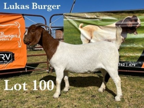 WITHDRAW - 1X BOER GOAT DOE
