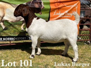 1X BOER GOAT DOE COMMERCIAL COLOUR